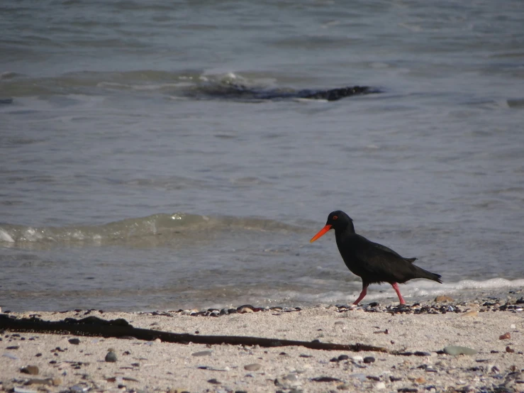 a black bird standing on a beach by the ocean