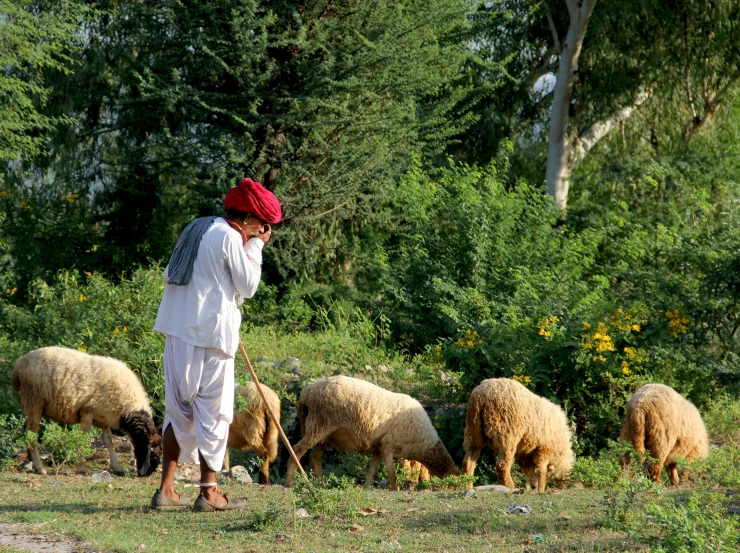 an old man tending to a herd of sheep