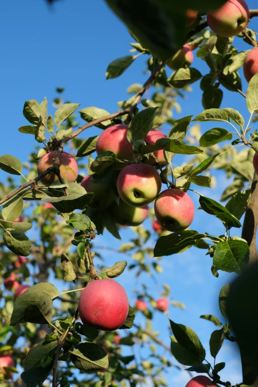 a tree full of fresh apples in an orchard