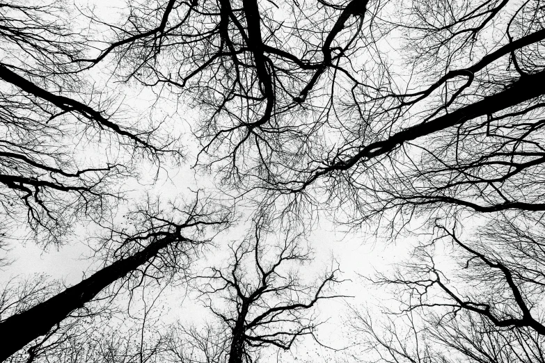 the view from below of a tree covered in thick nches