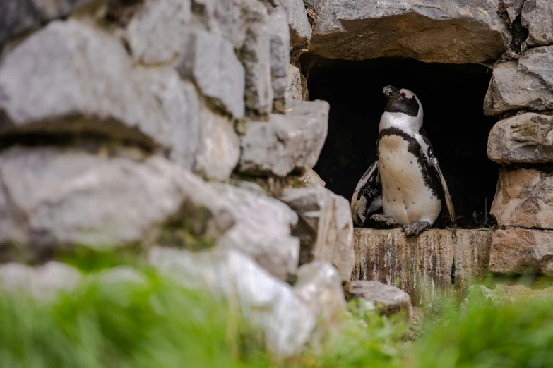 a penguin looks out from his cave in a rock wall