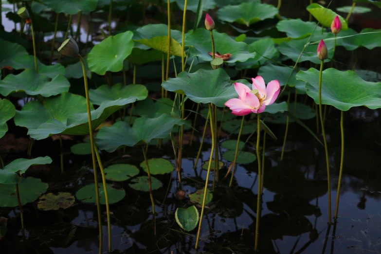 a couple of pink waterlilies sitting in a pond