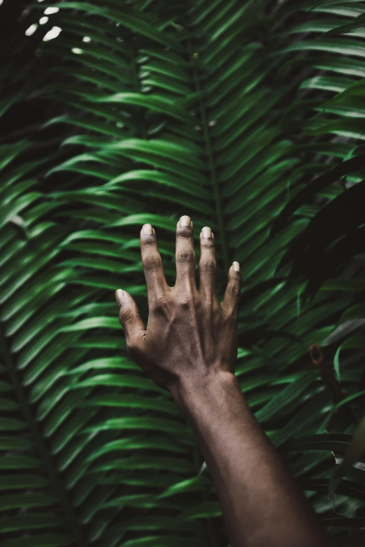 someone's hand reaching for soing in a tropical forest