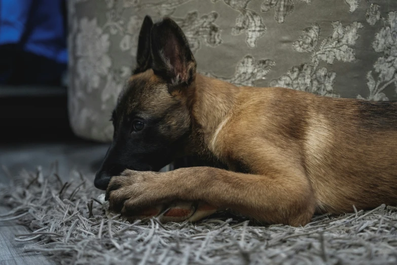 a close up of a dog lying on a carpet