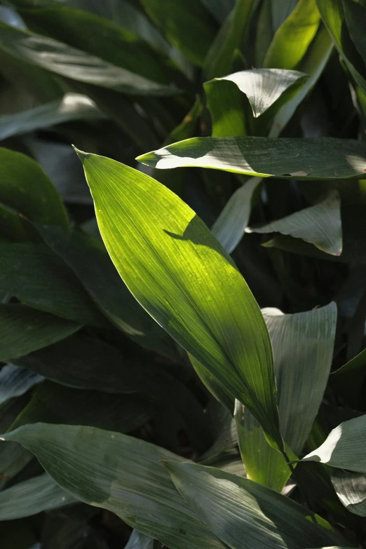 a close up of a leafy plant with a lot of sunlight