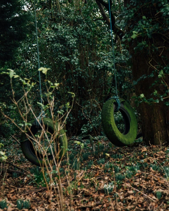 an abandoned tire in the woods is green