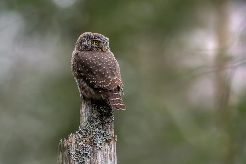 a little owl sitting on top of a wooden pole