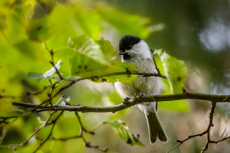 a small bird perched on a tree nch