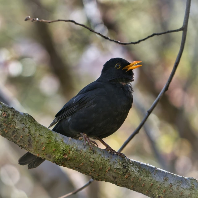 a bird sitting on top of a tree nch