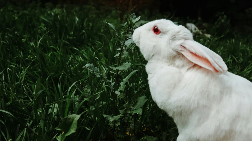 a small white rabbit looks up in a field