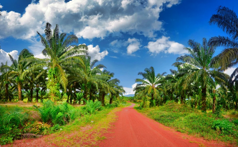 a dirt road with a lush green forest