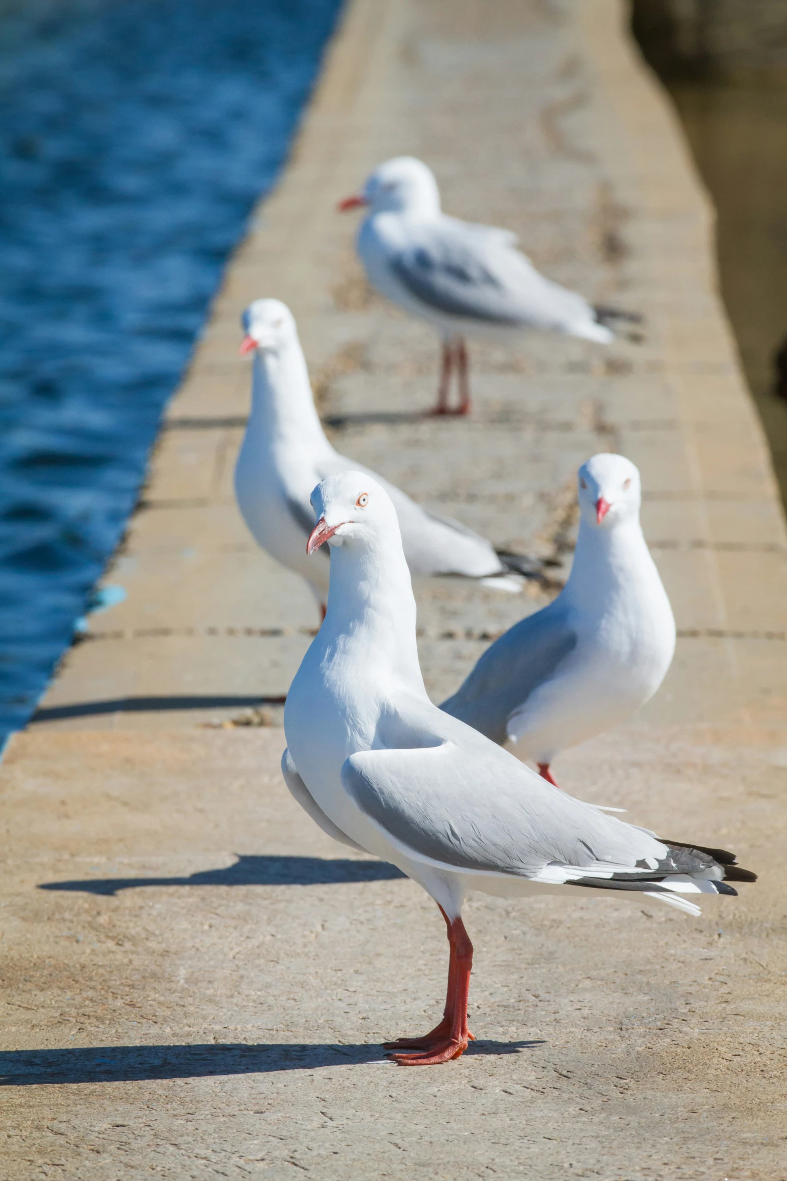 four white birds stand next to the ocean waters