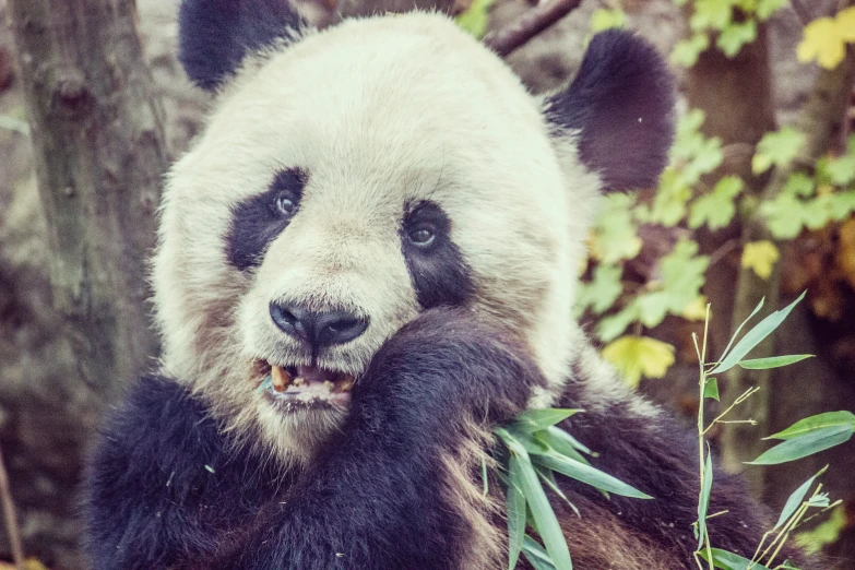 a large panda bear is eating some green plants