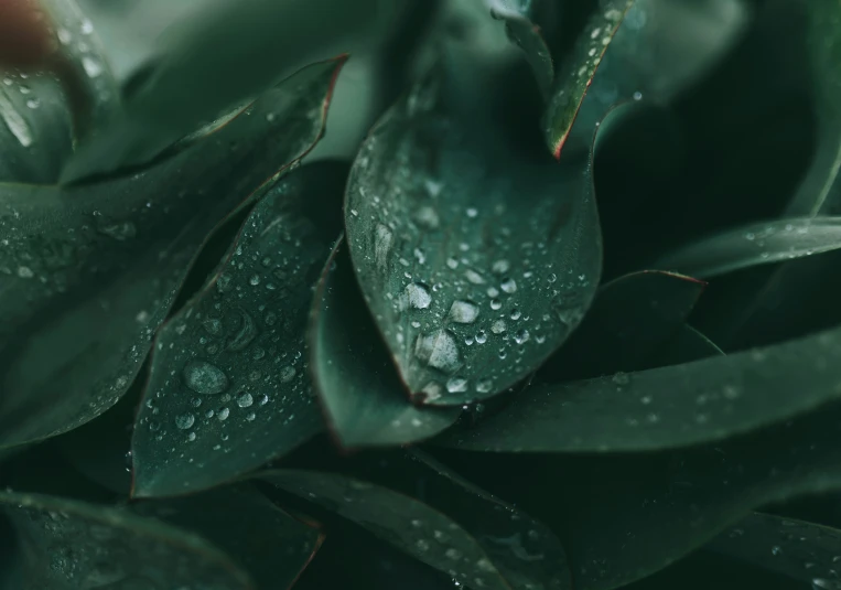 green leaves have water drops on them