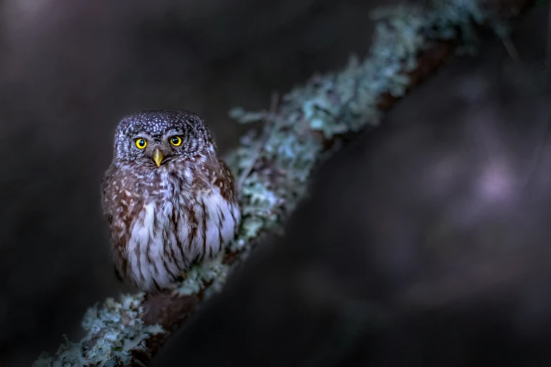 a brown owl perched on top of a tree nch