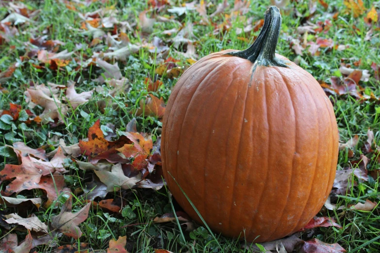 an orange pumpkin sitting in the grass near leaves