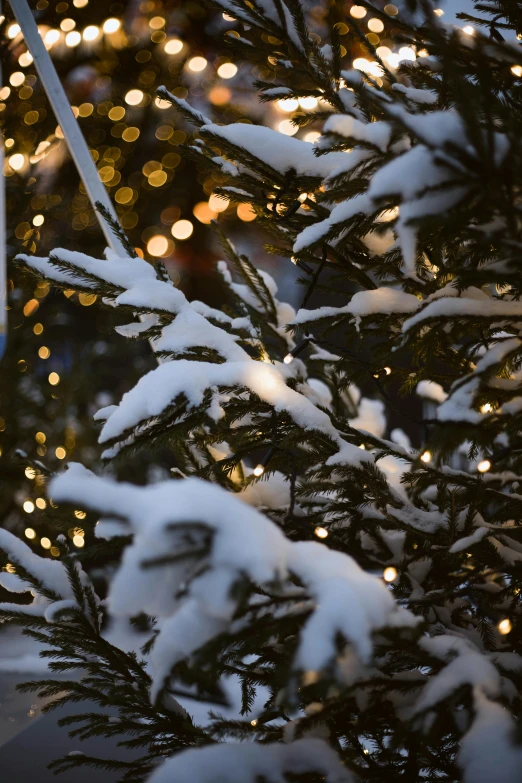 snow covered nches and street signs with city lights in background