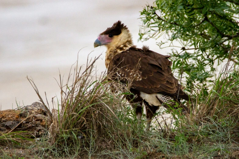 a large bird sitting in some tall green bushes