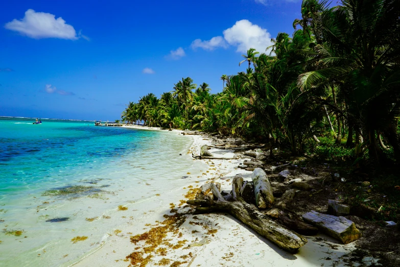 a sandy beach near a tropical forest lined beach