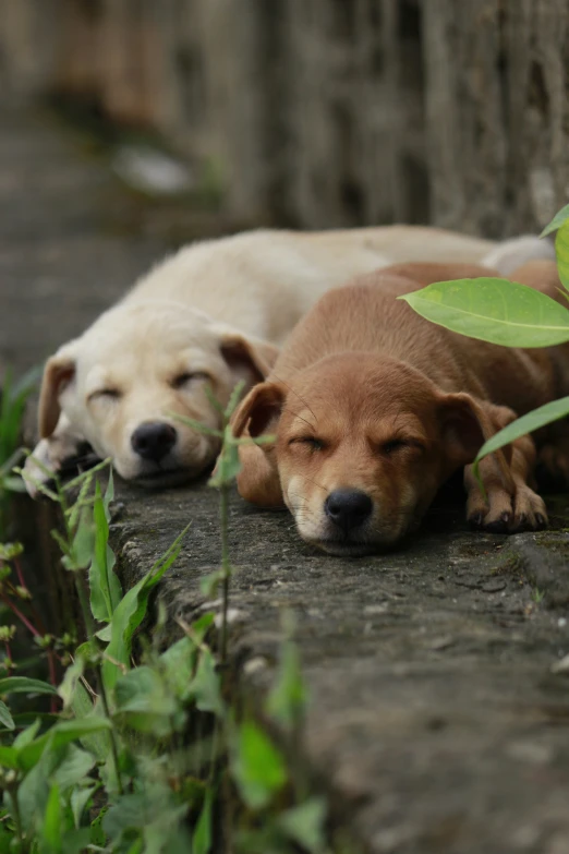 two dogs are sleeping together beside each other