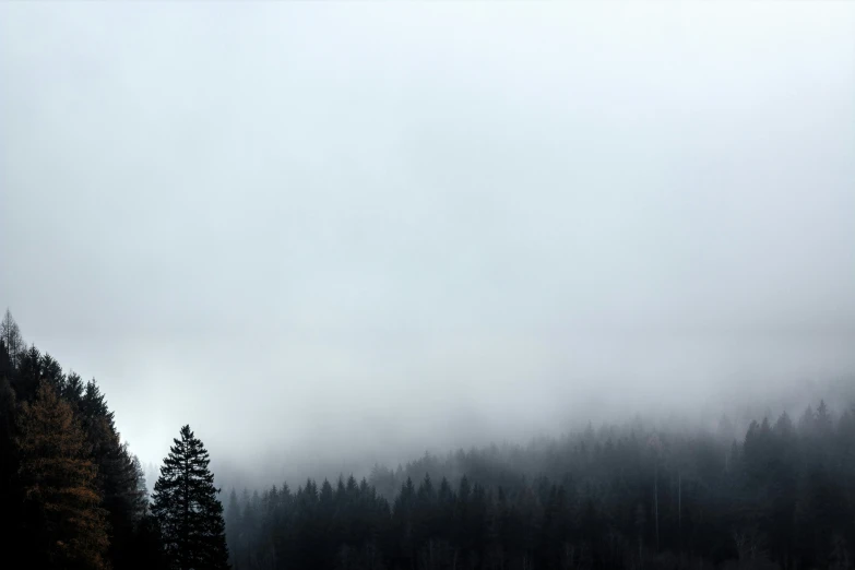 fog covers a pine forest on a cold, grey day