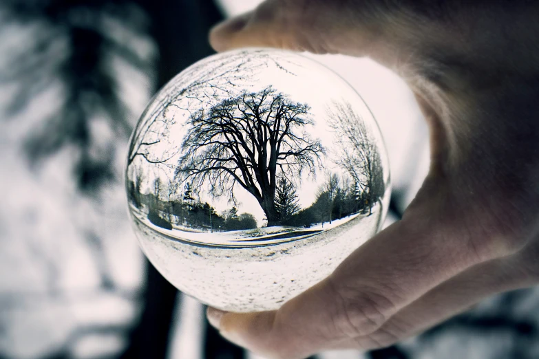 someone holding a crystal ball with tree reflected in it