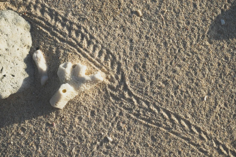 a rock and seashell on the sand