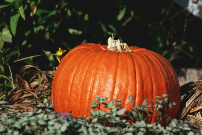 a large orange pumpkin with a insect on it