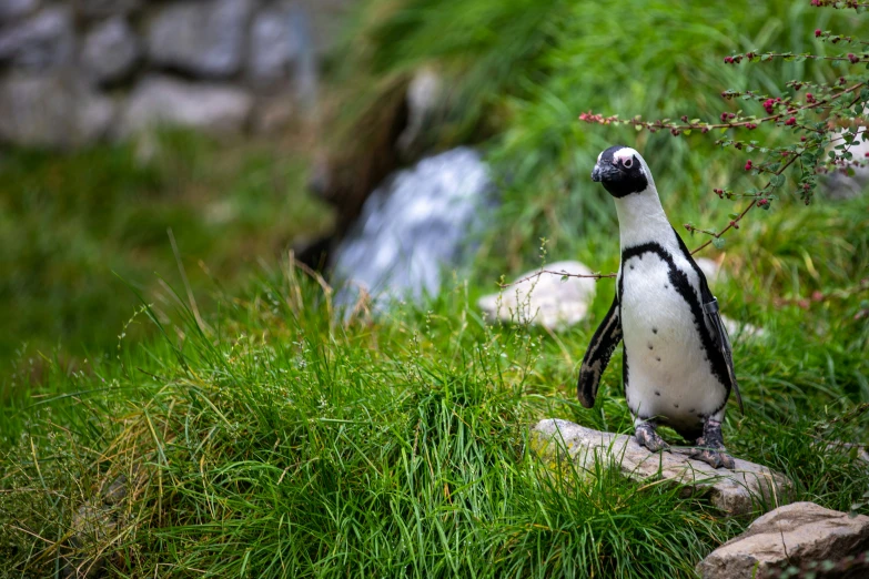 a small bird stands on some rocks near grass