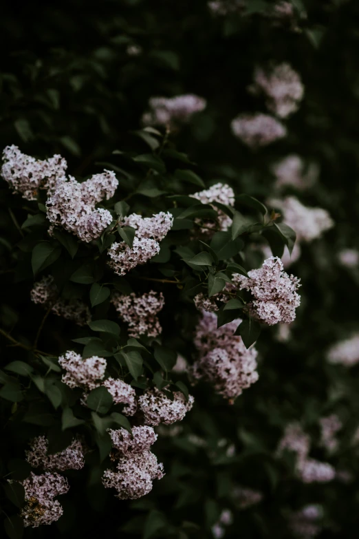 purple lilacs blooming on a bush in a garden