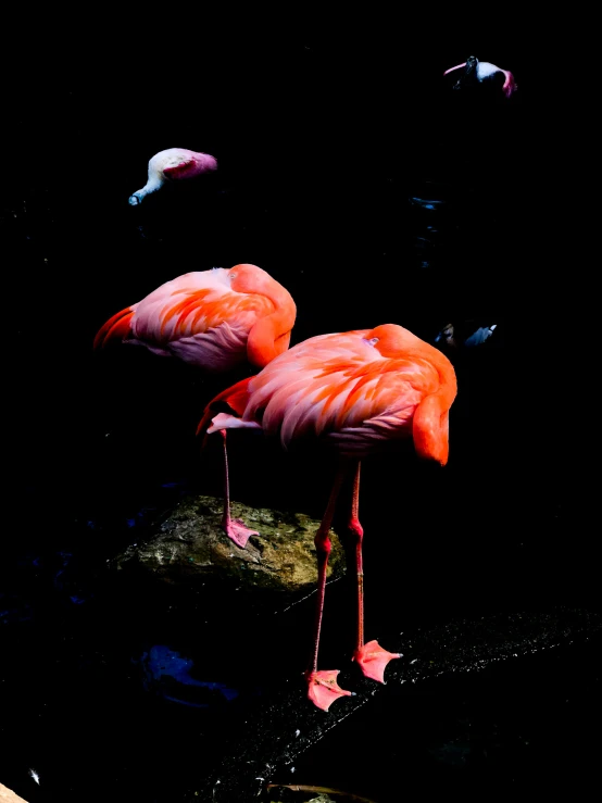 three pink flamingos in the water at night