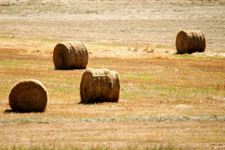 a field of hay bales in an open field