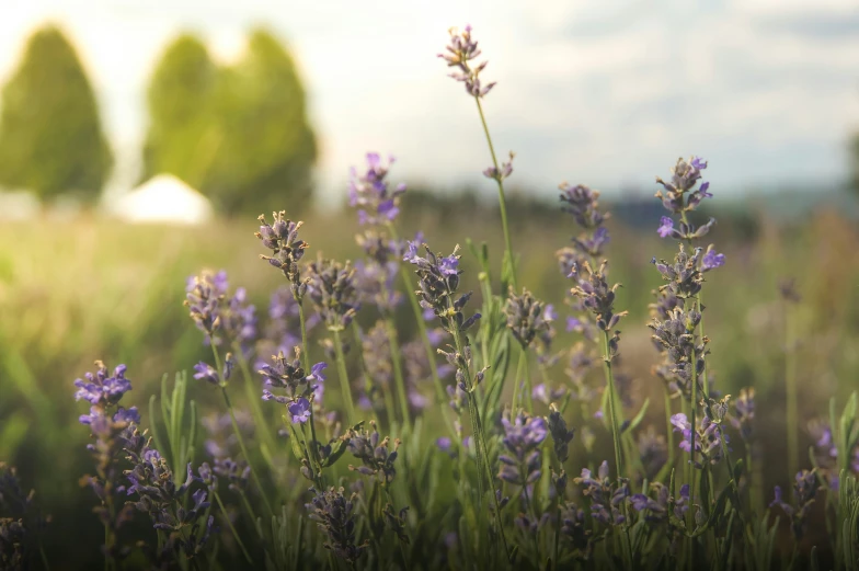 a couple of purple flowers in the grass