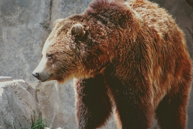 brown bear on rocks near body of water