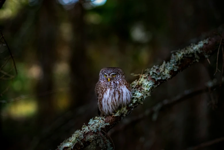 a brown owl sitting on a nch in a forest