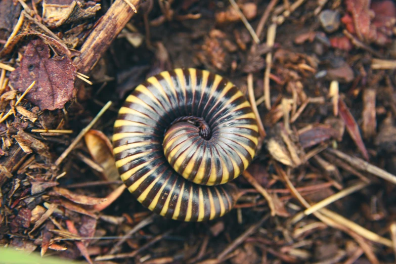 an orange and black striped caterpillar on the ground