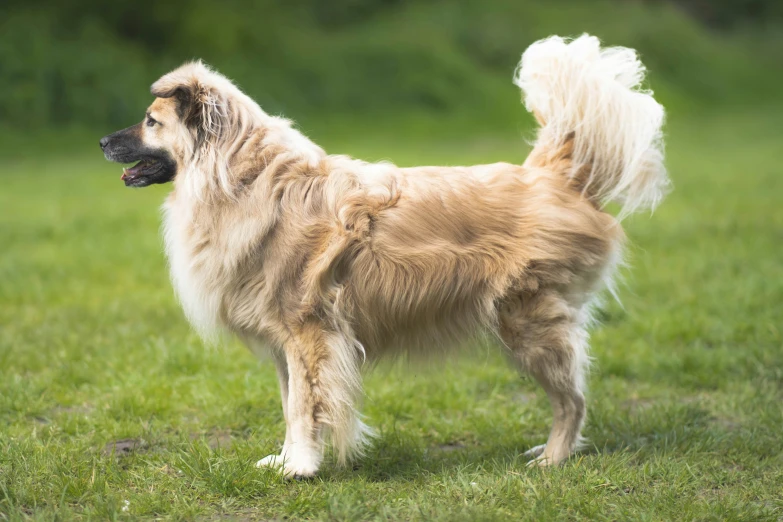 an adult gy dog standing in a grass field