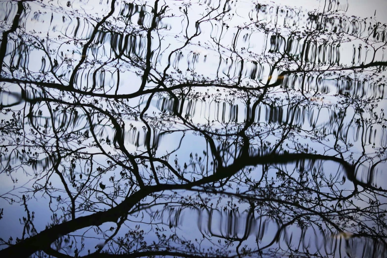 reflection of a tree in water on the water