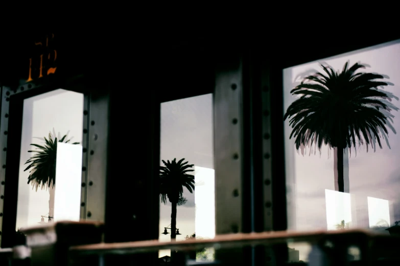 palm trees and windows reflected in the glass