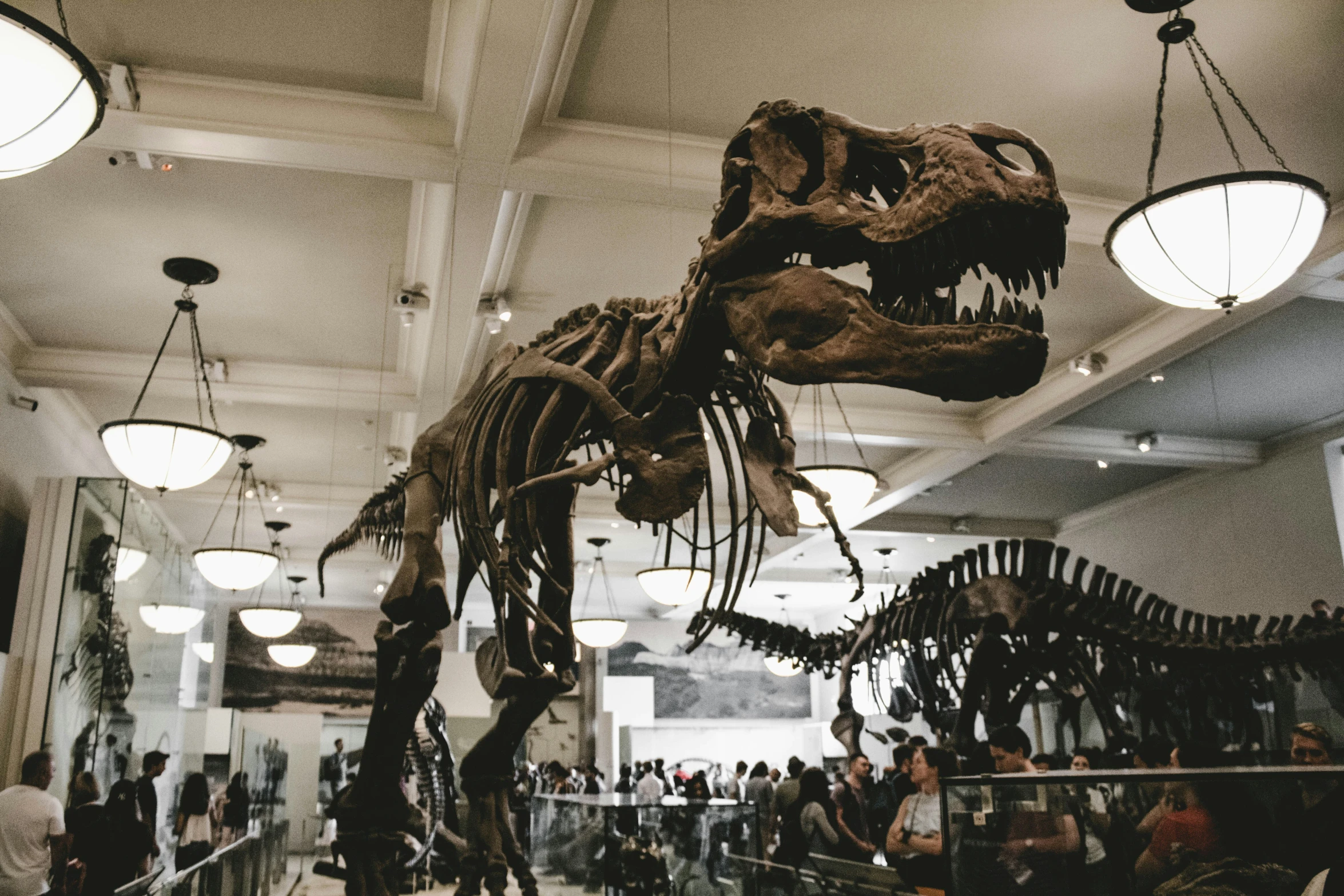 a museum filled with t - shirts and fossil specimens