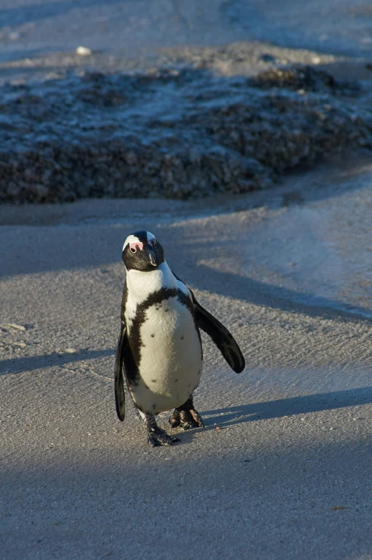 a penguin standing in the sand near the ocean