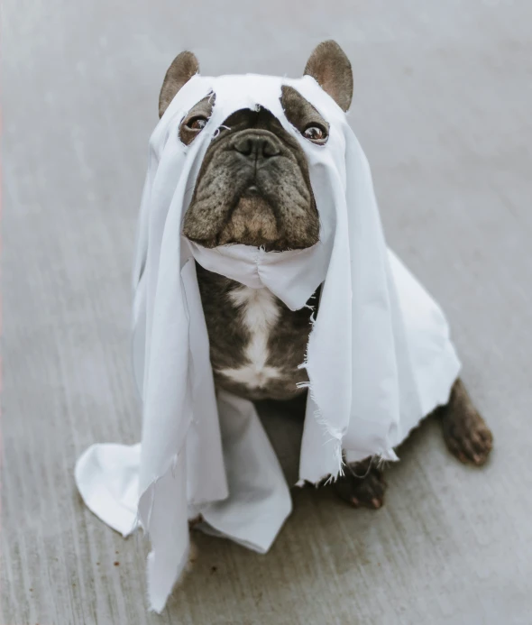 a dog sits on the floor in front of a white shirt