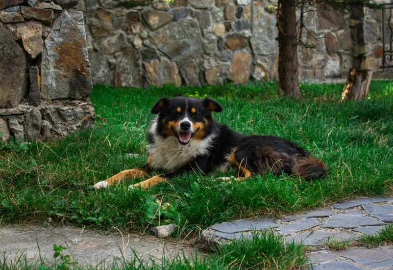 a dog sits on the ground near a stone wall