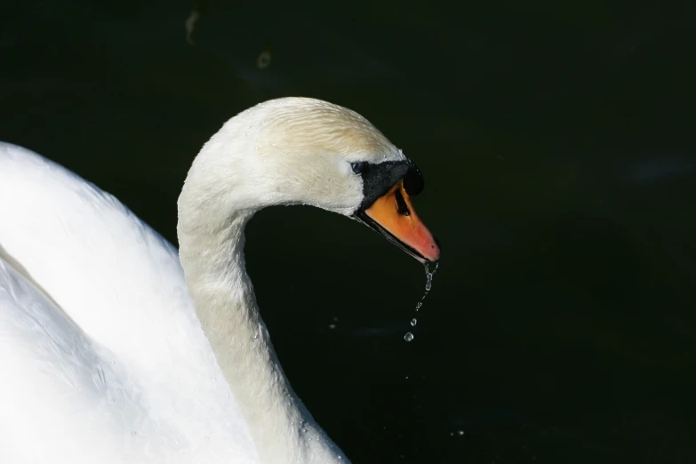 a swan is swimming across the water