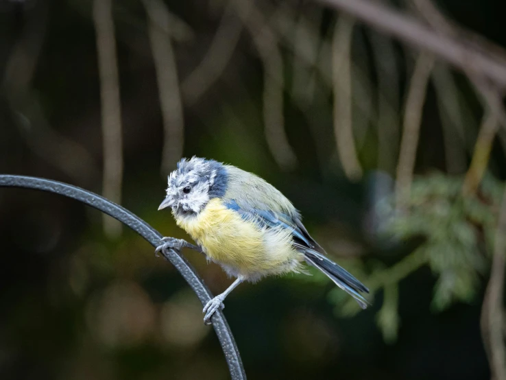 a blue and yellow bird on the back of a wire
