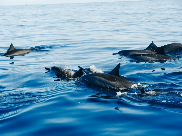 a group of dolphins are swimming in the ocean