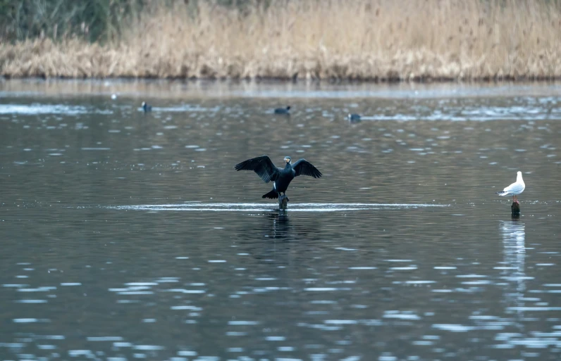 two birds on the water in a lake