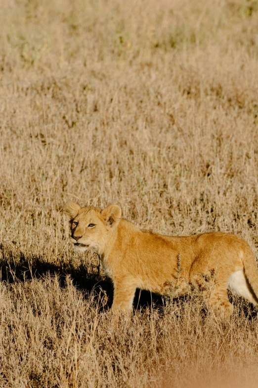 the young lion was walking through tall grass