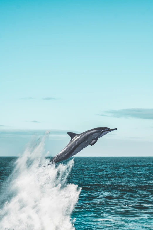 a dolphin that is jumping out of the water