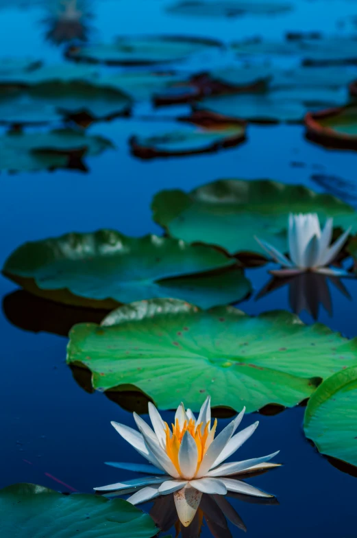a large white and orange waterlily floating on top of a lake